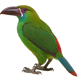 Crimson-rumped Toucanet